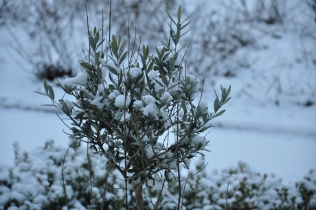 Olijf in de sneeuw