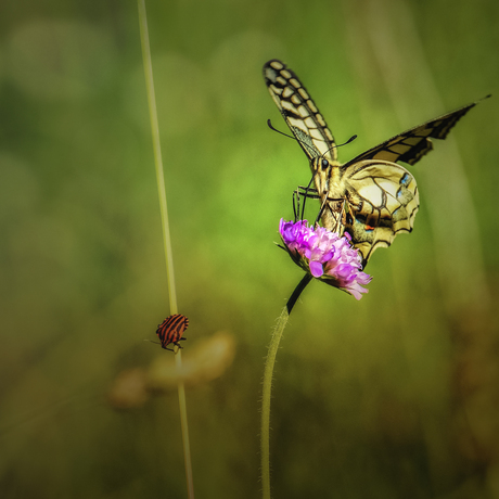 Macro