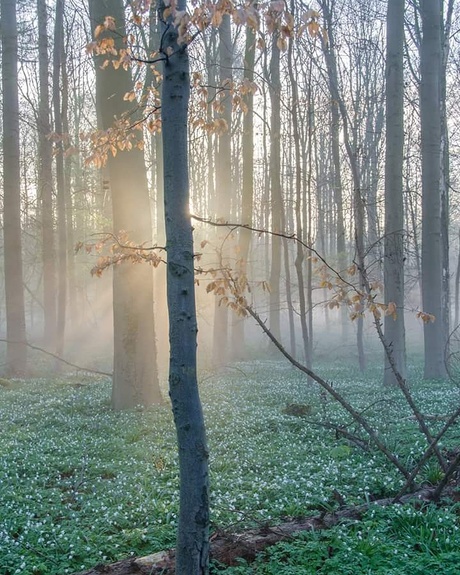 Stilte in de ochtend