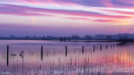 Pink morning