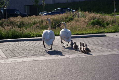 op stap met mama en papa