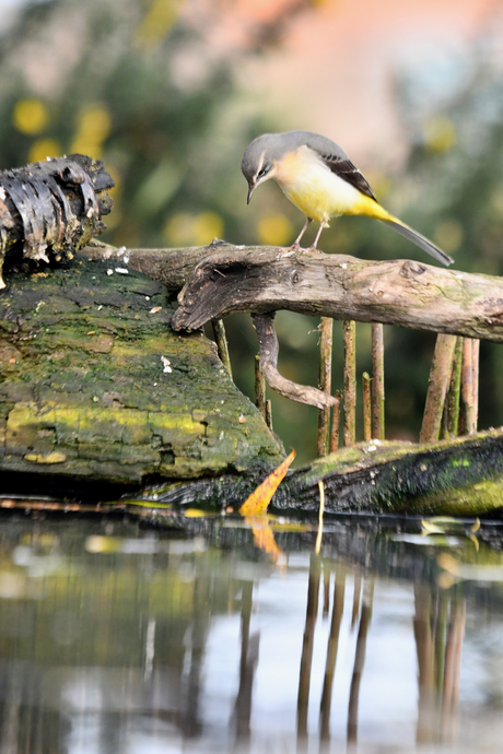Grote gele kwikstaart