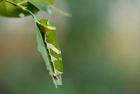 Rups in close up