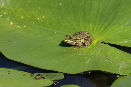 groene kikker op pompeblad