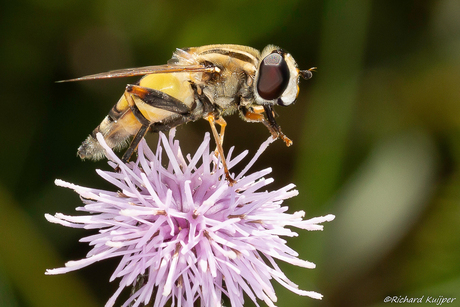 Gewone fluweelzweefvlieg (Parhelophilus versicolor)