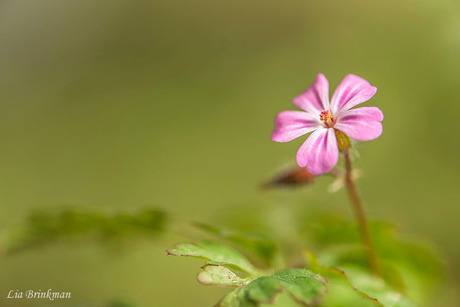 Pink Lady