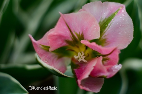 tulp in regen