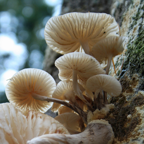 paddestoelen