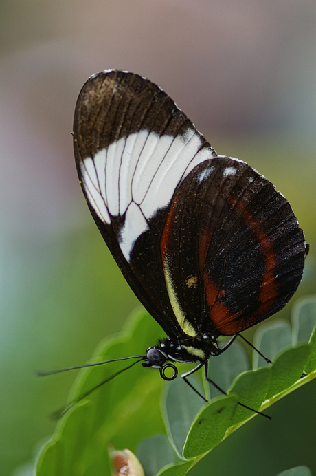Heliconius Cydno