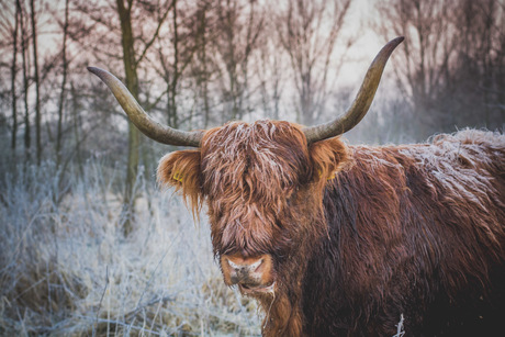 Schotsche Hooglander Portret 50MM