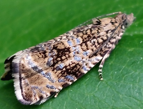 Deze brandnetelbladroller