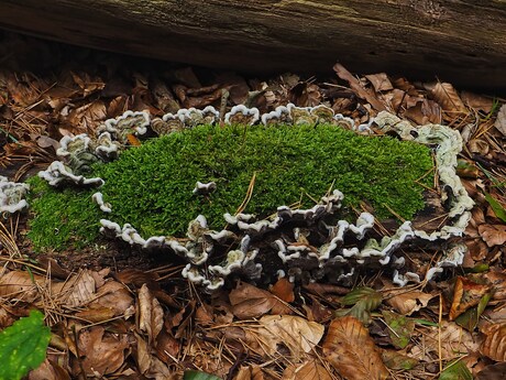 Een 'schaal' van gewoon elfenbankje gevuld met een mossoort.
