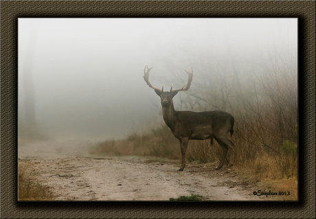 Damhert in de Mist