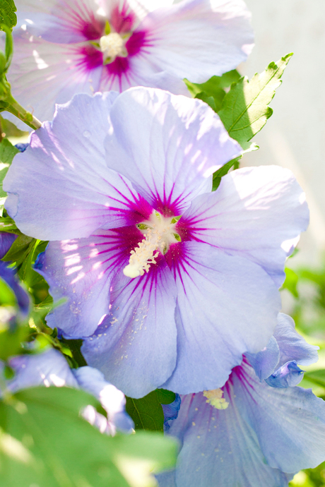 Flowers in our garden