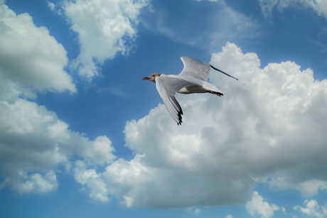 Vrijheid in de wolken