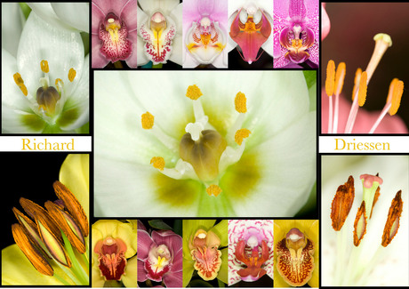 Collage Orchideen