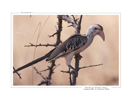 Red-billed Hornbill, Kenia