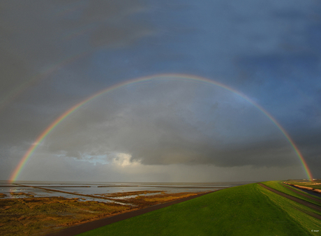 Er is altijd wat op't wad te zien,