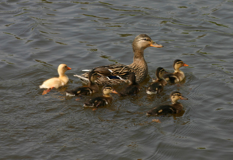 family duck