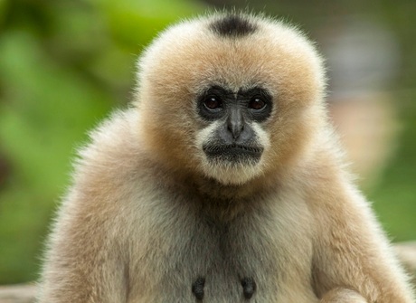 Witwanggibbon.