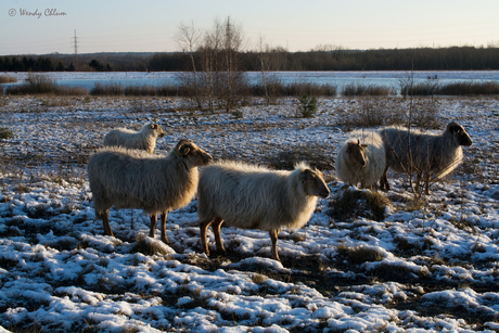 winter in het land