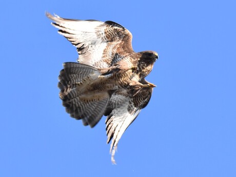 21.Buizerd - Buteo buteo_7008 (4)