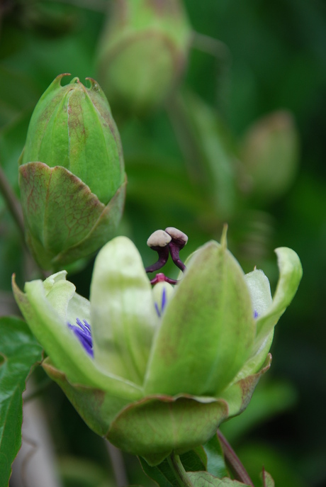 Eeen ontluikende passiebloem