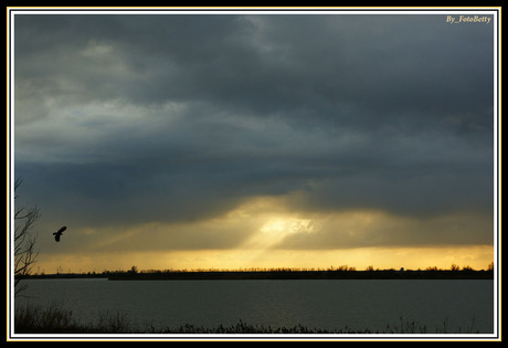 Oostvaardersplassen