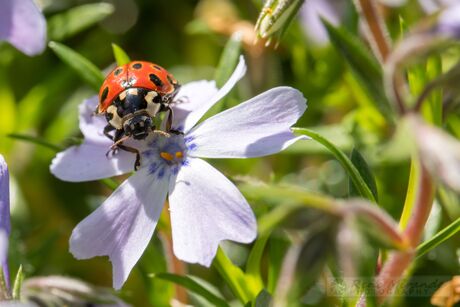 Ladybug of Lieveheersbeestje 