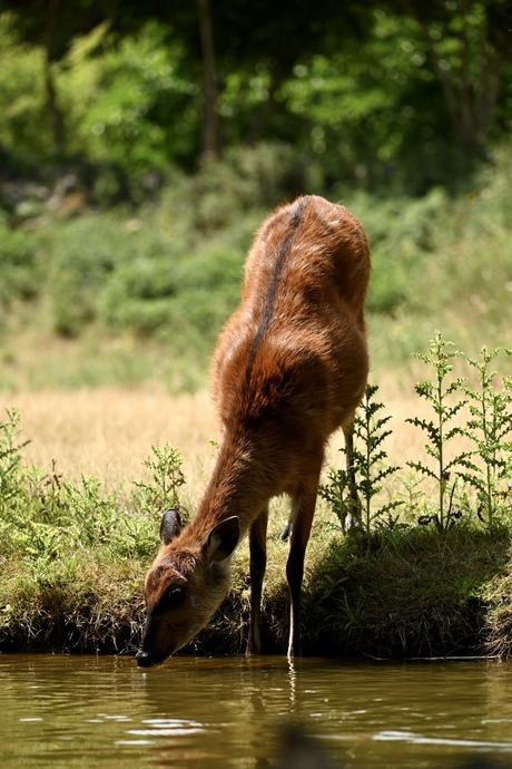 Drinkende Ree