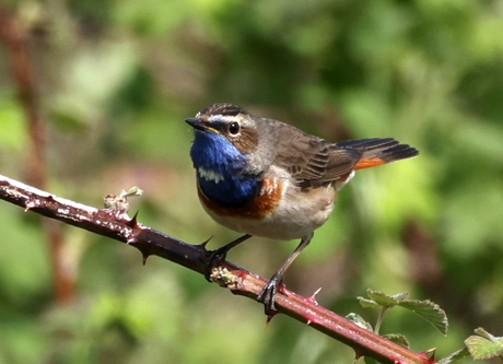 blauwborst