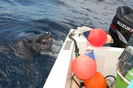 Attacking Leatherback Turtle