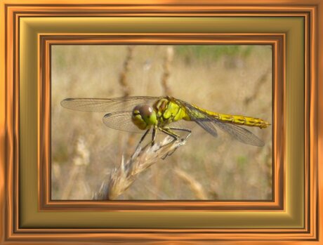 Ik ben vandaag zo vrolijk