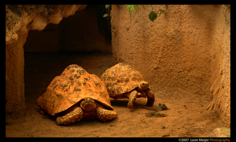 Schildpadden in Antwerpen Zoo