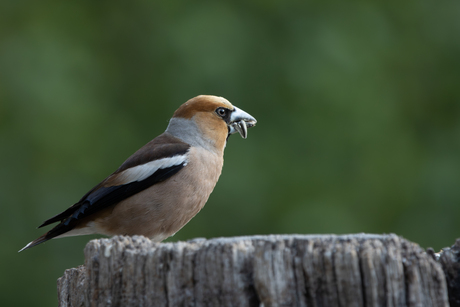 Appelvink