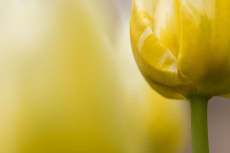 Gele tulpen.