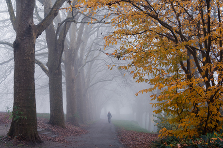 Donkere mistige ochtend