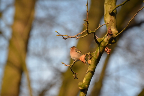 de vink