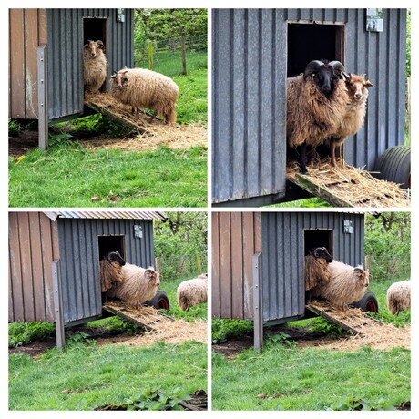 Er gaan veel makke schapen in een hok 😉