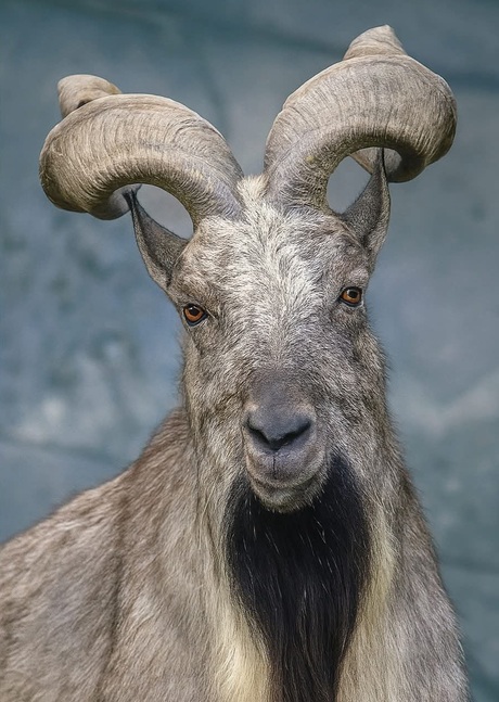 Markhor