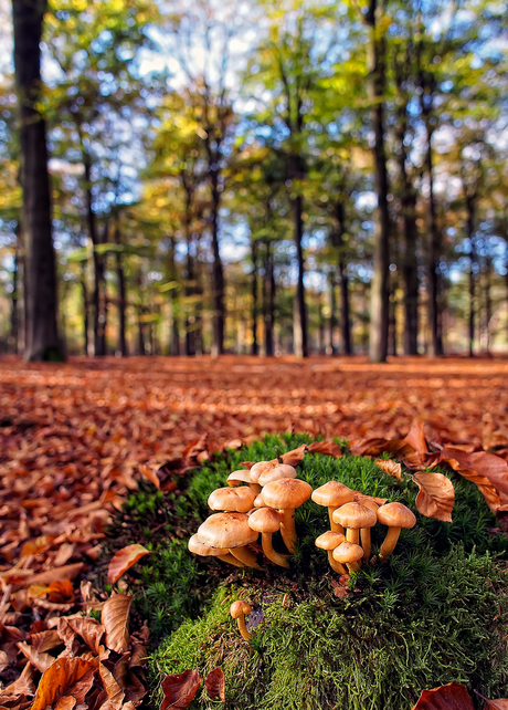 herfst beukenbos