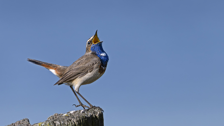Blauwborst