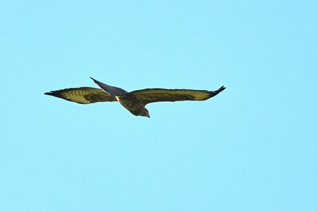 Buizerd