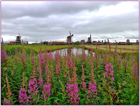 zaanse schans