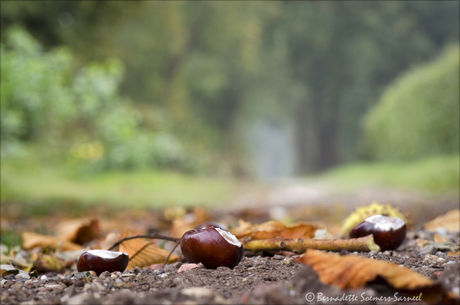 Herfst - Eindhovens Kanaal 3