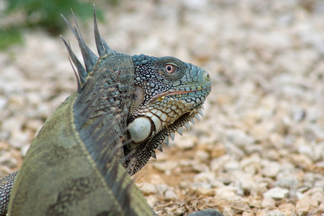 Foto Leguaan in Bonaire