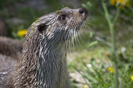 otter