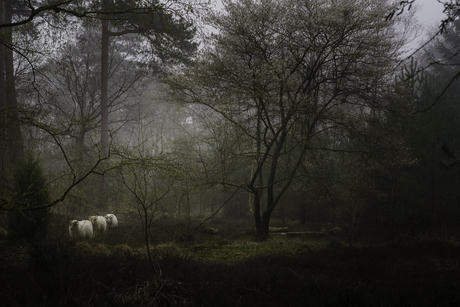 Schapen met mist