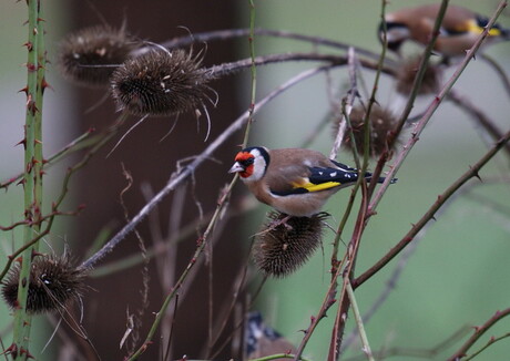 Putter lekker snoepen