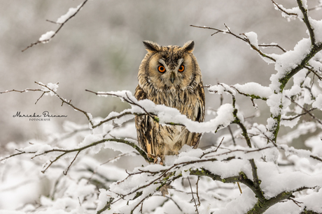 Ransuil in de sneeuw